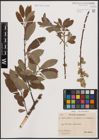 Foto von Salix aurita L. x Salix caprea L. x Salix viminalis L.